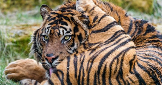 [BLOG] #43 TIGER osiągnął moralne dno