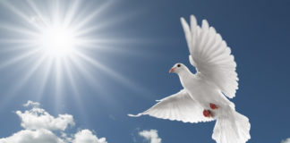 Grasz w pokera? Jesteś gołębiem!