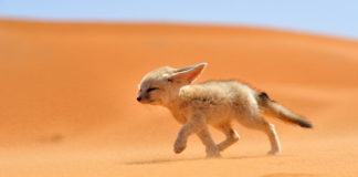 Jak Fenek z popiołów – lato na bogatości