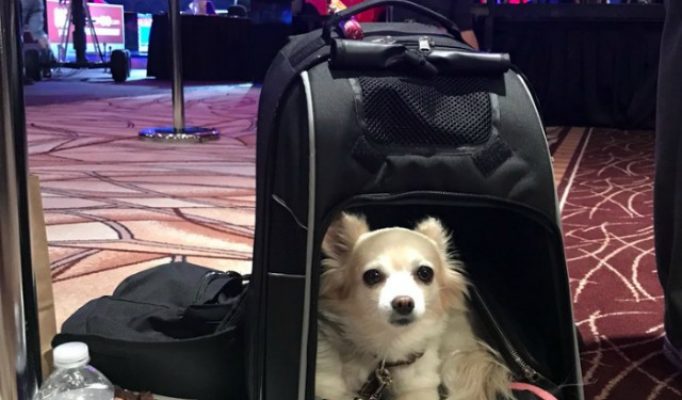 Całe życie na walizkach