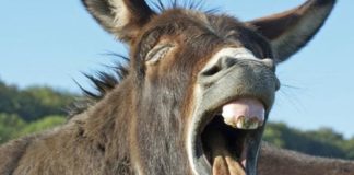 Kiedy donk bet na flopie ma sens? Część 1/4