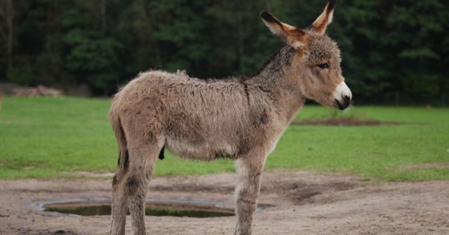 Kiedy donk bet bet na flopie ma sens? Część 3/4