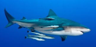 Sztuka blefowania na mikrostawkach