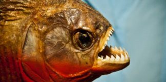 Gdy rybka pokazuje ząbki – jak walczyć z aggro fishem? 1/2