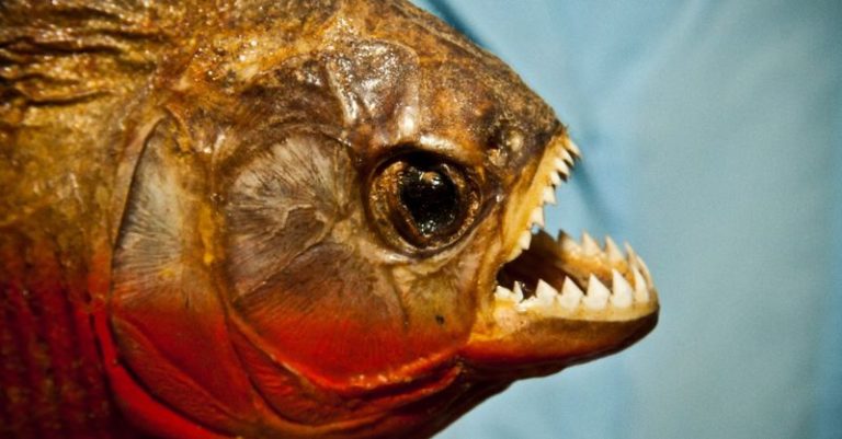 Gdy rybka pokazuje ząbki – jak walczyć z aggro fishem? 1/2