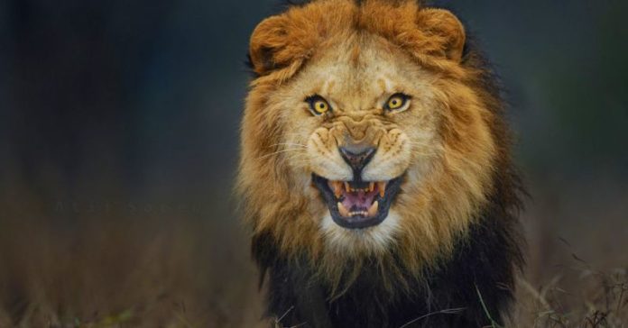aggressive_lion