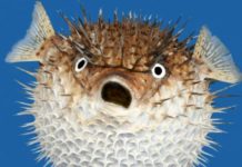 Gdy rybka pokazuje ząbki – jak walczyć z aggro fishem? 2/2