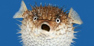 Gdy rybka pokazuje ząbki – jak walczyć z aggro fishem? 2/2