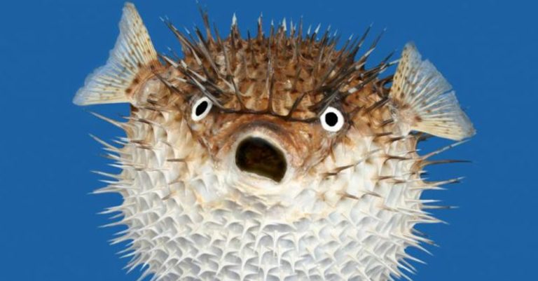 Gdy rybka pokazuje ząbki – jak walczyć z aggro fishem? 2/2