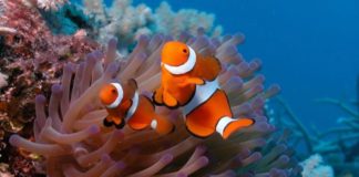 Jak przy stole zlokalizować rybkę?