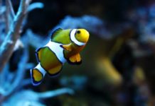 Jak przy stole zlokalizować rybkę? Część 2