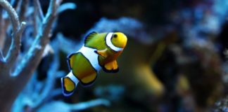 Jak przy stole zlokalizować rybkę? Część 2